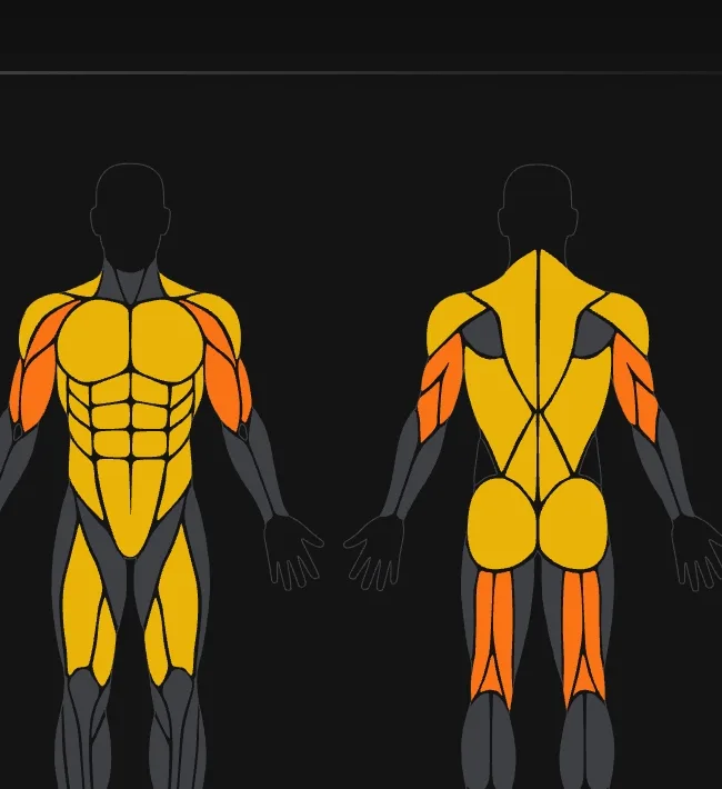 Flawless recovery map: all muscle groups are ready